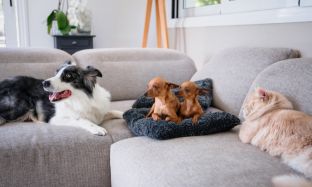 How to clean your pet's ears_312x187 - 1